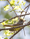 Great Crested Flycatcher 1222